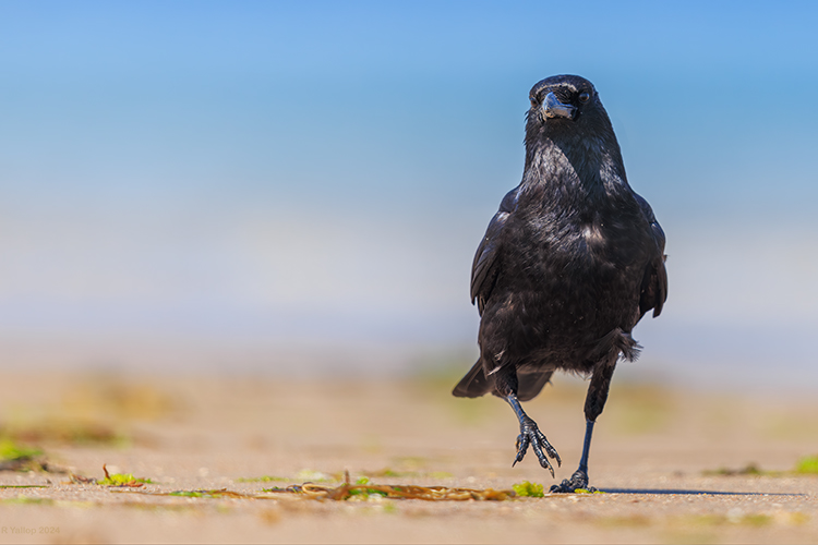 Crow mooching about